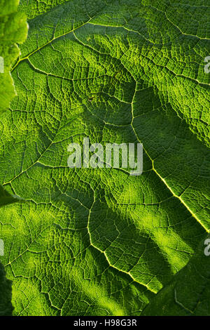 Blatt der Gunnera Manicata, oder Riesen Rhabarber, gebürtig in Südamerika oder Riesen Rhabarber Stockfoto