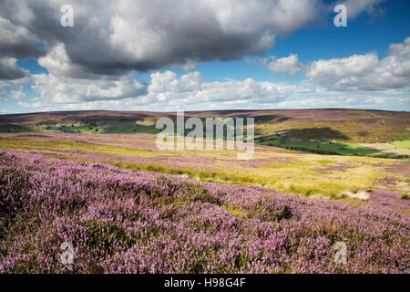 August Heather in Westerdale, North York Moors National Park Stockfoto