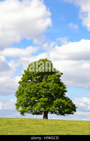 Einzigen Baum in einem Hahnenfuß-Feld bei bewölktem Himmel blau Stockfoto