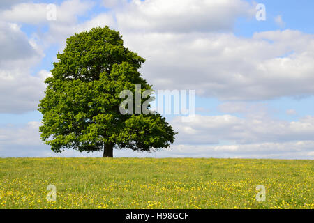 Einzigen Baum in einem Hahnenfuß-Feld bei bewölktem Himmel blau Stockfoto