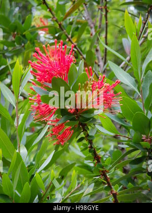 Bottlebrush Stockfoto