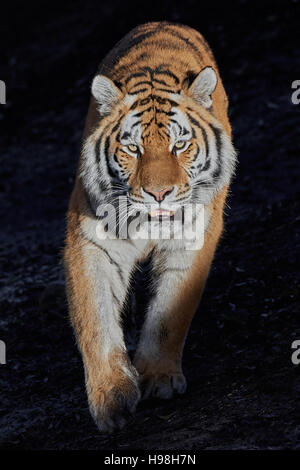 Sibirische Tiger zu Fuß in die Sonne mit einem dunklen Hintergrund Stockfoto