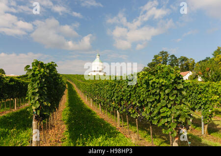 Angern ein der März: Kapelle Rochuskapelle und Weinberge in Mannersdorf, Weinviertel, Niederösterreich, Niederösterreich, Österreich Stockfoto