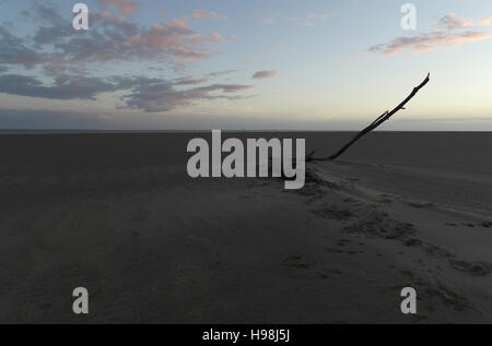 Blaue Dämmerung Himmelsblick, Süden zum Fluss Ribble, Wind-durchgebrannten Sand um Baumstamm mit hohen schrägen Zweig, Fairhaven Beach, UK Stockfoto