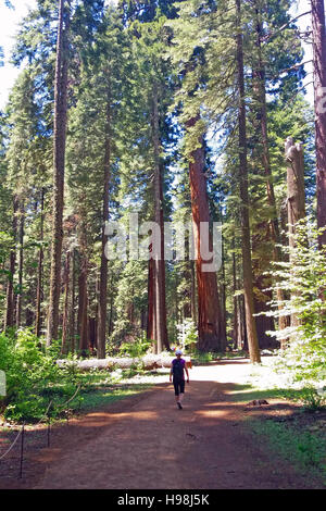 Frau in Calaveras große Bäume State Park Wandern. Stockfoto