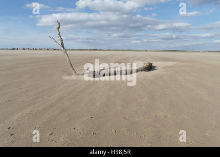 Blauer Himmel weiße Wolken weht Sandstrand mit vertikalen Niederlassung Baumstamm in Richtung Küste zwischen Fairhaven und St Annes, UK Stockfoto