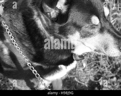 Collie Kreuz Rasse schwarz Tan White Dog Stockfoto