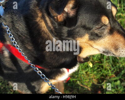 Collie Kreuz Rasse schwarz Tan White Dog Stockfoto