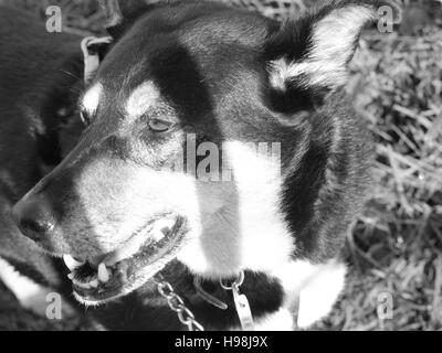 Collie Kreuz Rasse schwarz Tan White Dog Stockfoto