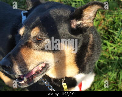 Collie Kreuz Rasse schwarz Tan White Dog Stockfoto