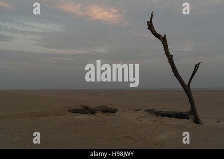 Grauen Himmel Abend Dämmerung Blick auf einen dreiviertel Mond, Baumstamm mit hohen Zweig am trockenen Strandsand, Fairhaven, Lytham, Großbritannien Stockfoto