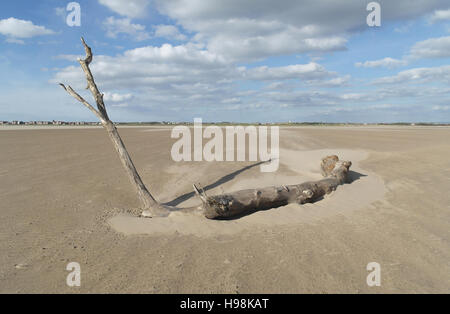 Blauer Himmel weiße Wolken anzeigen Wind verwehten Sand um Baumstamm mit hohen schrägen Zweig, Strand zwischen Fairhaven und St Annes, UK Stockfoto
