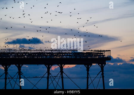 Aberystwyth Wales UK, Sonntag, 20. November 2016 UK Wetter: in einer ruhigen, klaren und kalten Abend Schwärme der Stare fliegen aus ihrer Nahrungsgründe um Barsch auf dem Geländer von Aberystwyth Pier an der Küste von West Wales jeden Abend im Herbst und im Winter tagsüber, Zehntausende Vögel versammeln sich, um sicher über Nacht auf das Gitterwerk der gusseisernen Beinen unterhalb des viktorianischen Seestadt Pier Fotos Credit Schlafplatz : Keith Morris / Alamy Live News Stockfoto