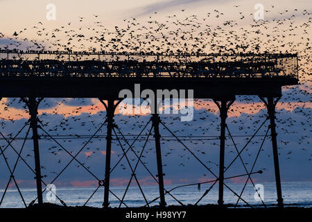 Aberystwyth Wales UK, Sonntag, 20. November 2016 UK Wetter: in einer ruhigen, klaren und kalten Abend Schwärme der Stare fliegen aus ihrer Nahrungsgründe um Barsch auf dem Geländer von Aberystwyth Pier an der Küste von West Wales jeden Abend im Herbst und im Winter tagsüber, Zehntausende Vögel versammeln sich, um sicher über Nacht auf das Gitterwerk der gusseisernen Beinen unterhalb des viktorianischen Seestadt Pier Fotos Credit Schlafplatz : Keith Morris / Alamy Live News Stockfoto