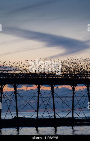 Aberystwyth Wales UK, Sonntag, 20. November 2016 UK Wetter: in einer ruhigen, klaren und kalten Abend Schwärme der Stare fliegen aus ihrer Nahrungsgründe um Barsch auf dem Geländer von Aberystwyth Pier an der Küste von West Wales jeden Abend im Herbst und im Winter tagsüber, Zehntausende Vögel versammeln sich, um sicher über Nacht auf das Gitterwerk der gusseisernen Beinen unterhalb des viktorianischen Seestadt Pier Fotos Credit Schlafplatz : Keith Morris / Alamy Live News Stockfoto