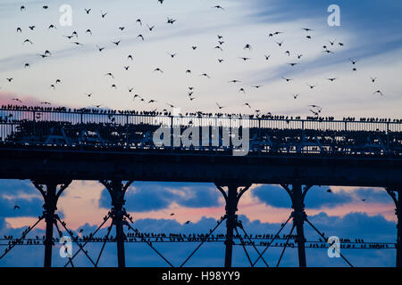 Aberystwyth Wales UK, Sonntag, 20. November 2016 UK Wetter: in einer ruhigen, klaren und kalten Abend Schwärme der Stare fliegen aus ihrer Nahrungsgründe um Barsch auf dem Geländer von Aberystwyth Pier an der Küste von West Wales jeden Abend im Herbst und im Winter tagsüber, Zehntausende Vögel versammeln sich, um sicher über Nacht auf das Gitterwerk der gusseisernen Beinen unterhalb des viktorianischen Seestadt Pier Fotos Credit Schlafplatz : Keith Morris / Alamy Live News Stockfoto