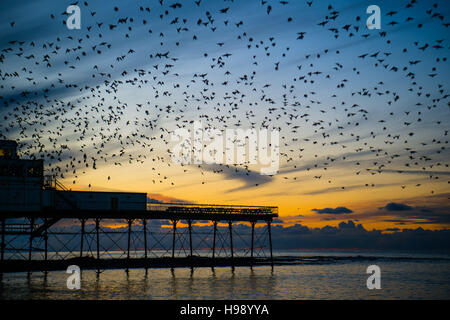 Aberystwyth Wales UK, Sonntag, 20. November 2016 UK Wetter: in einer ruhigen, klaren und kalten Abend Schwärme der Stare fliegen aus ihrer Nahrungsgründe um Barsch auf dem Geländer von Aberystwyth Pier an der Küste von West Wales jeden Abend im Herbst und im Winter tagsüber, Zehntausende Vögel versammeln sich, um sicher über Nacht auf das Gitterwerk der gusseisernen Beinen unterhalb des viktorianischen Seestadt Pier Fotos Credit Schlafplatz : Keith Morris / Alamy Live News Stockfoto