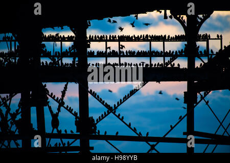 Aberystwyth Wales UK, Sonntag, 20. November 2016 UK Wetter: in einer ruhigen, klaren und kalten Abend Schwärme der Stare fliegen aus ihrer Nahrungsgründe um Barsch auf Aberystwyth Pier an der Küste von West Wales jeden Abend im Herbst und im Winter tagsüber, Zehntausende Vögel versammeln sich, um sicher über Nacht auf das Gitterwerk der gusseisernen Beinen unterhalb des viktorianischen Seestadt Pier Fotos Credit Schlafplatz : Keith Morris / Alamy Live News Stockfoto