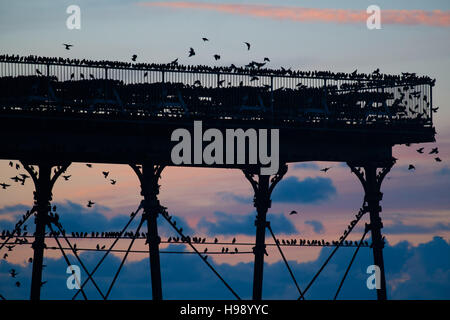 Aberystwyth Wales UK, Sonntag, 20. November 2016 UK Wetter: in einer ruhigen, klaren und kalten Abend Schwärme der Stare fliegen aus ihrer Nahrungsgründe um Barsch auf dem Geländer von Aberystwyth Pier an der Küste von West Wales jeden Abend im Herbst und im Winter tagsüber, Zehntausende Vögel versammeln sich, um sicher über Nacht auf das Gitterwerk der gusseisernen Beinen unterhalb des viktorianischen Seestadt Pier Fotos Credit Schlafplatz : Keith Morris / Alamy Live News Stockfoto