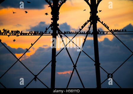 Aberystwyth Wales UK, Sonntag, 20. November 2016 UK Wetter: in einer ruhigen, klaren und kalten Abend Schwärme der Stare fliegen aus ihrer Nahrungsgründe um Barsch auf Aberystwyth Pier an der Küste von West Wales jeden Abend im Herbst und im Winter tagsüber, Zehntausende Vögel versammeln sich, um sicher über Nacht auf das Gitterwerk der gusseisernen Beinen unterhalb des viktorianischen Seestadt Pier Fotos Credit Schlafplatz : Keith Morris / Alamy Live News Stockfoto