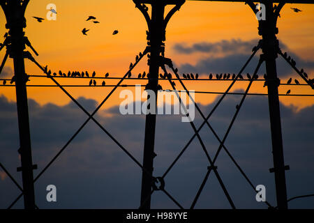 Aberystwyth Wales UK, Sonntag, 20. November 2016 UK Wetter: in einer ruhigen, klaren und kalten Abend Schwärme der Stare fliegen aus ihrer Nahrungsgründe um Barsch auf Aberystwyth Pier an der Küste von West Wales jeden Abend im Herbst und im Winter tagsüber, Zehntausende Vögel versammeln sich, um sicher über Nacht auf das Gitterwerk der gusseisernen Beinen unterhalb des viktorianischen Seestadt Pier Fotos Credit Schlafplatz : Keith Morris / Alamy Live News Stockfoto