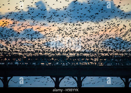 Aberystwyth Wales UK, Sonntag, 20. November 2016 UK Wetter: in einer ruhigen, klaren und kalten Abend Schwärme der Stare fliegen aus ihrer Nahrungsgründe um Barsch auf dem Geländer von Aberystwyth Pier an der Küste von West Wales jeden Abend im Herbst und im Winter tagsüber, Zehntausende Vögel versammeln sich, um sicher über Nacht auf das Gitterwerk der gusseisernen Beinen unterhalb des viktorianischen Seestadt Pier Fotos Credit Schlafplatz : Keith Morris / Alamy Live News Stockfoto