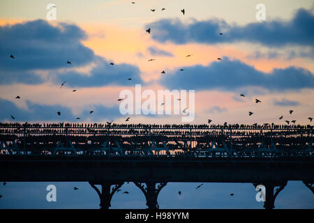 Aberystwyth Wales UK, Sonntag, 20. November 2016 UK Wetter: in einer ruhigen, klaren und kalten Abend Schwärme der Stare fliegen aus ihrer Nahrungsgründe um Barsch auf dem Geländer von Aberystwyth Pier an der Küste von West Wales jeden Abend im Herbst und im Winter tagsüber, Zehntausende Vögel versammeln sich, um sicher über Nacht auf das Gitterwerk der gusseisernen Beinen unterhalb des viktorianischen Seestadt Pier Fotos Credit Schlafplatz : Keith Morris / Alamy Live News Stockfoto