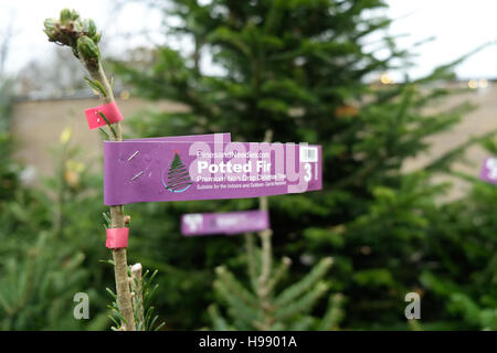 London, UK. 20. November 2016. Weihnachtsbäume zum Verkauf im Greenwich Park. Bildnachweis: Claire Doherty/Alamy Live News Stockfoto