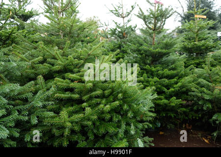 London, UK. 20. November 2016. Weihnachtsbäume zum Verkauf im Greenwich Park. Bildnachweis: Claire Doherty/Alamy Live News Stockfoto