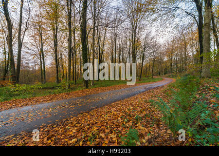 Hooke Park, Hooke, Dorset, UK.  20. November 2016.  Großbritannien Wetter.  Woodland Hooke Park auf Hooke in der Nähe von Beaminster in Dorset mit sehr wenigen restlichen Herbst lässt auf Buche Bäume linken, nach eine Nacht von Gale zwingen Wind und starkem Regen.  Hooke Park ist die Heimat eines architektonischen College schafft Gebäuden aus den Bäumen im Wald.  Bild: Graham Hunt/Alamy Live-Nachrichten Stockfoto