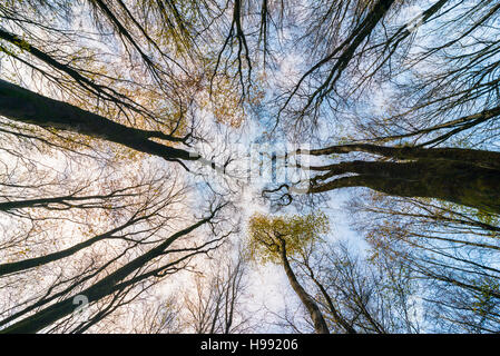 Hooke Park, Hooke, Dorset, UK.  20. November 2016.  Großbritannien Wetter.  Woodland Hooke Park auf Hooke in der Nähe von Beaminster in Dorset mit sehr wenigen restlichen Herbst lässt auf Buche Bäume linken, nach eine Nacht von Gale zwingen Wind und starkem Regen.  Hooke Park ist die Heimat eines architektonischen College schafft Gebäuden aus den Bäumen im Wald.  Bild: Graham Hunt/Alamy Live-Nachrichten Stockfoto