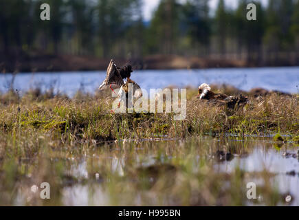 Streitsüchtiges gut aussehend 1. Ultimative kämpfen. Strandläufer (Watvögel) Kampfläufer (Philomachus Pugnax, männlich) kämpfen im Sumpf Hintergrund von See und Wald Stockfoto