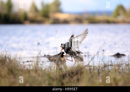 Streitsüchtiges schön 3. Ultimative kämpfen. Strandläufer (Watvögel) Kampfläufer (Philomachus Pugnax, männlich) kämpfen im Sumpf Hintergrund von See und Wald Stockfoto