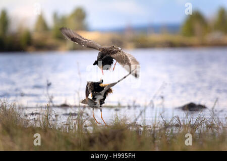 Streitsüchtiges schön 2. Ultimative kämpfen. Strandläufer (Watvögel) Kampfläufer (Philomachus Pugnax, männlich) kämpfen im Sumpf Hintergrund von See und Wald Stockfoto