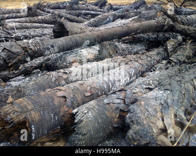 Feuersbrunst in den Regenwald. Feuer links verkohlte Stämme der Palmen Stockfoto