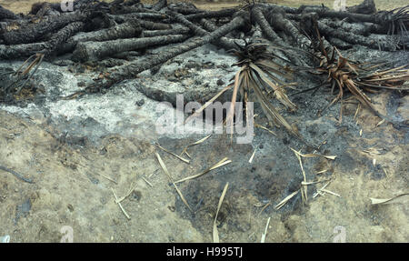 Feuersbrunst in den Regenwald. Feuer links verkohlte Stämme der Palmen Stockfoto