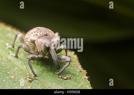 Ein kleiner unbekannter Rüsselkäfer Arten von der peruanischen Dschungel. Stockfoto