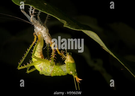 Eine stachelige Teufel Grashuepfer (Panacanthus SP.) häutet seine äußeren Exoskelett um zu wachsen. Stockfoto