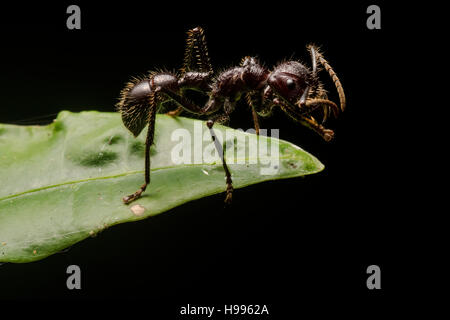 Eine Kugel Ameise (Paraponeragroße Clavata), bekannt dafür, dass den schmerzhaftesten Stich von allen Insekten. Stockfoto