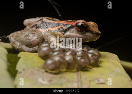 Ein männlichen Los Tayos Rakete Frosch (Hyloxalus Nexipus) bewacht seinen Eiern in den peruanischen Dschungel. Ein Verhalten typisch für Giftfrösche. Stockfoto