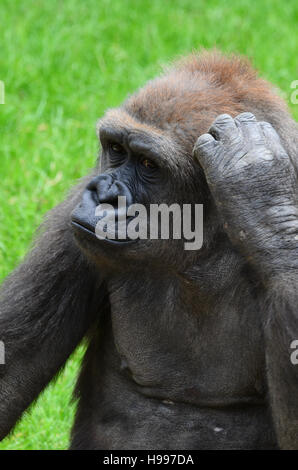 Gorilla seinen Kopf kratzen, Nahaufnahme Stockfoto