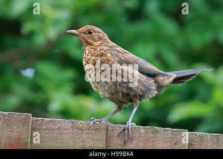 Junge Amsel thront auf Holz Zaun in einem UK-Garten Stockfoto