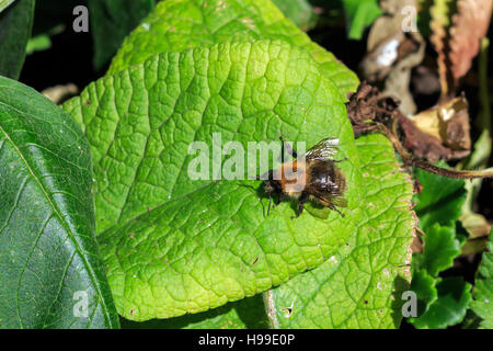 Kleinen Garten Bumble Bee ruht auf einem sonnenbeschienenen Blatt Stockfoto