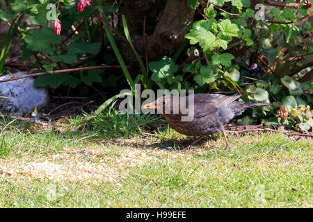 Weibliche Amsel auf der Suche nach Nahrung in einem UK-Garten Stockfoto