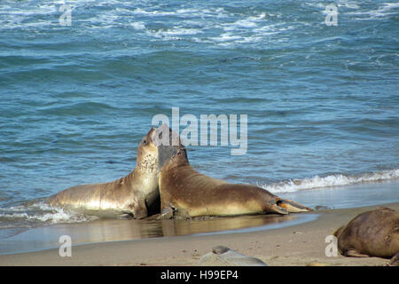 Seeelefanten kämpfen auf Point Piedras Blancas Beach, Kalifornien, USA Stockfoto