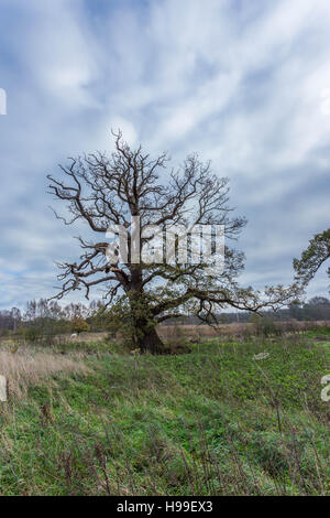 Ein einzelner Baum in einem grünen Feld mit keine Blätter mit blauem Himmel und einige Wolken Stockfoto