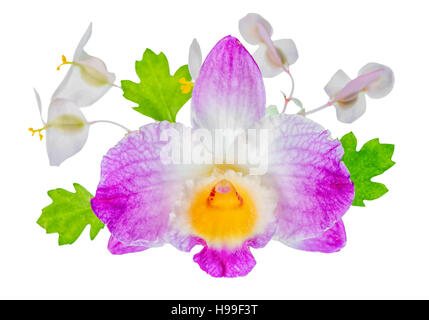 schöne Komposition von Dendrobium, Begonie Blüte und Blätter, isoliert auf weißem Hintergrund, Nahaufnahme Stockfoto