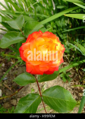 Orange zweifarbig rose Stockfoto