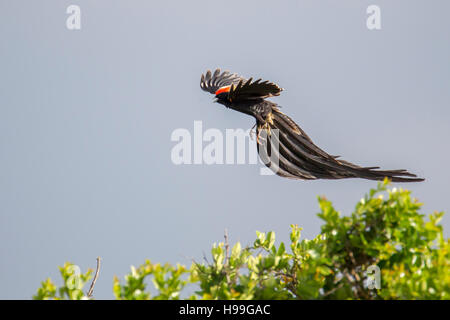 Einen männlichen langschwänzigen Widowbird Anzeige von einem Busch, Laikipia, Kenia 2016 Stockfoto