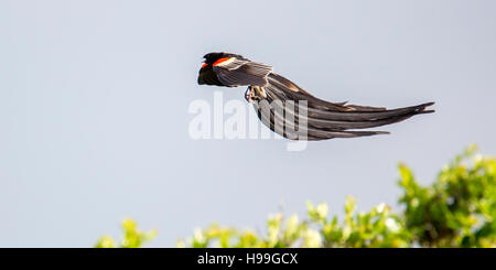 Einen männlichen langschwänzigen Widowbird Anzeige von einem Busch, Laikipia, Kenia 2016 Stockfoto